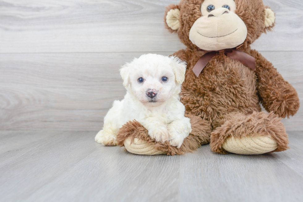 Bichon Frise Pup Being Cute