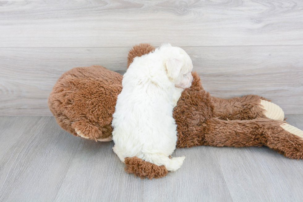 Popular Bichon Frise Purebred Pup