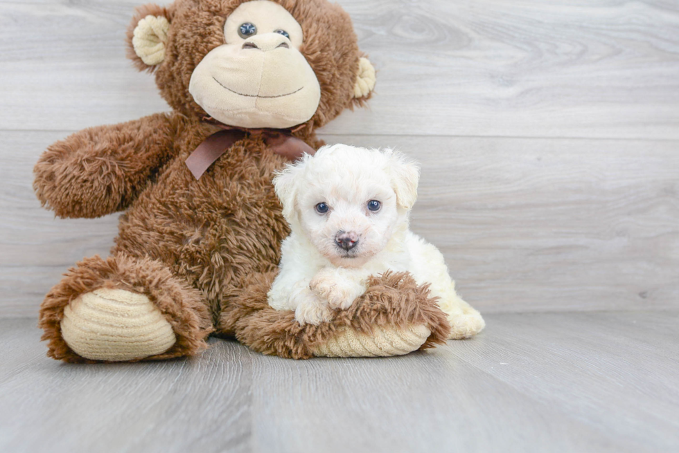 Petite Bichon Frise Purebred Puppy