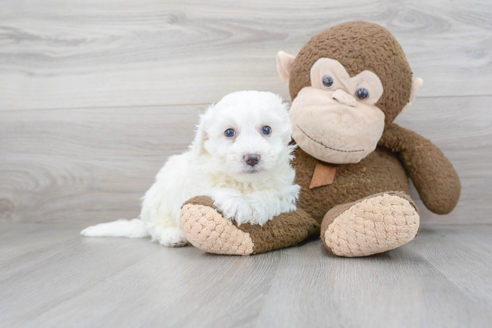 Sweet Bichon Frise Purebred Puppy