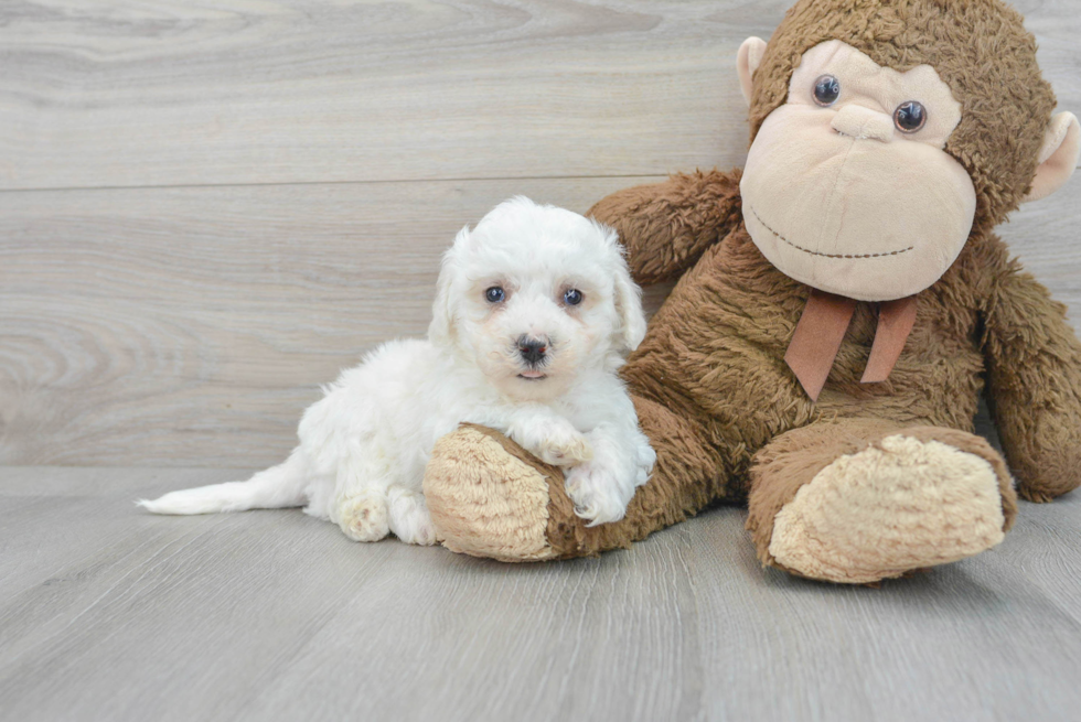 Bichon Frise Pup Being Cute