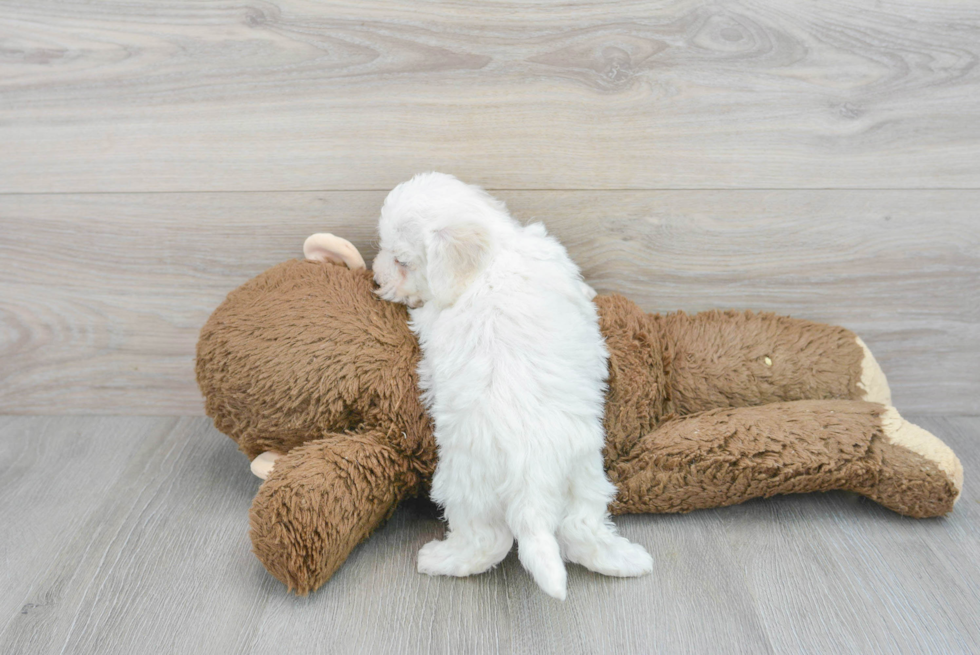 Funny Bichon Frise Purebred Pup