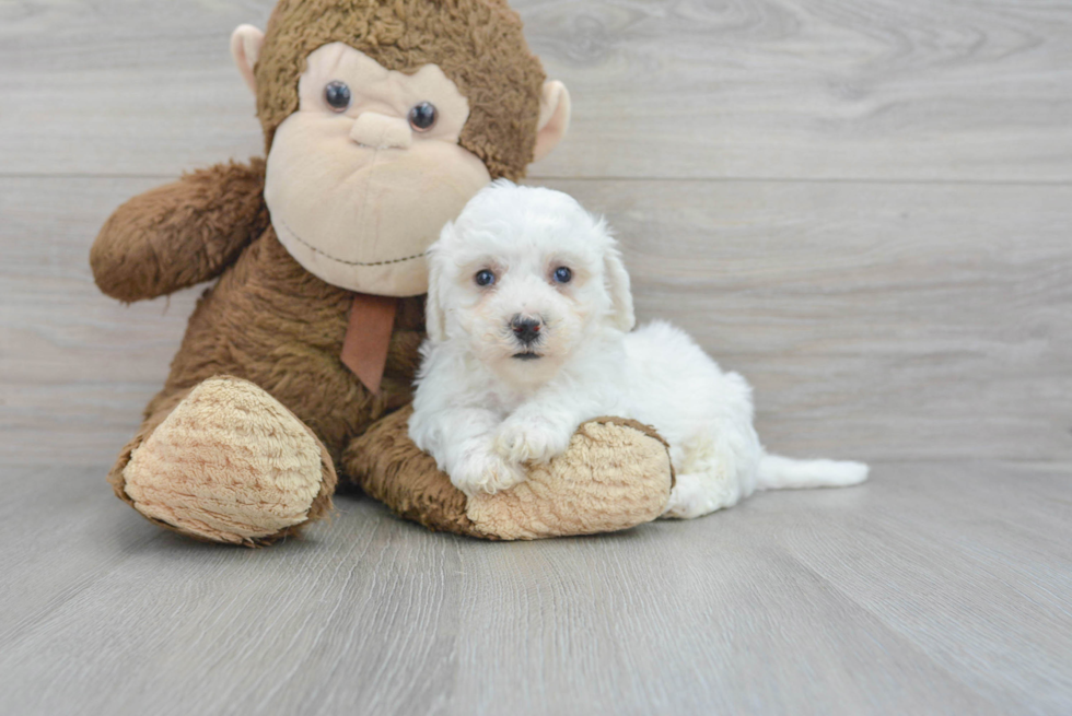Bichon Frise Puppy for Adoption