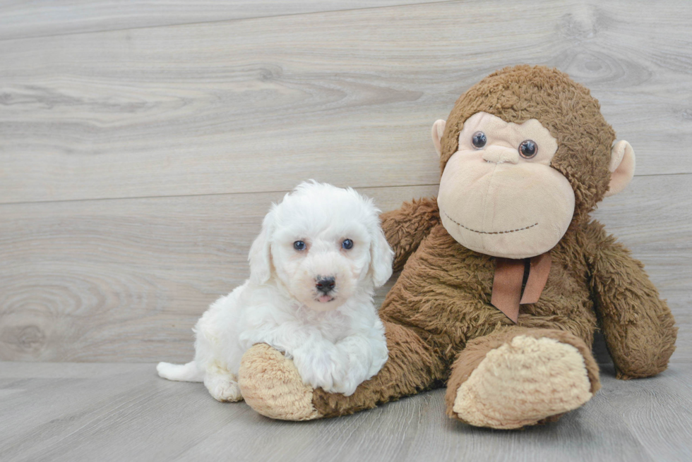 Akc Registered Bichon Frise Baby