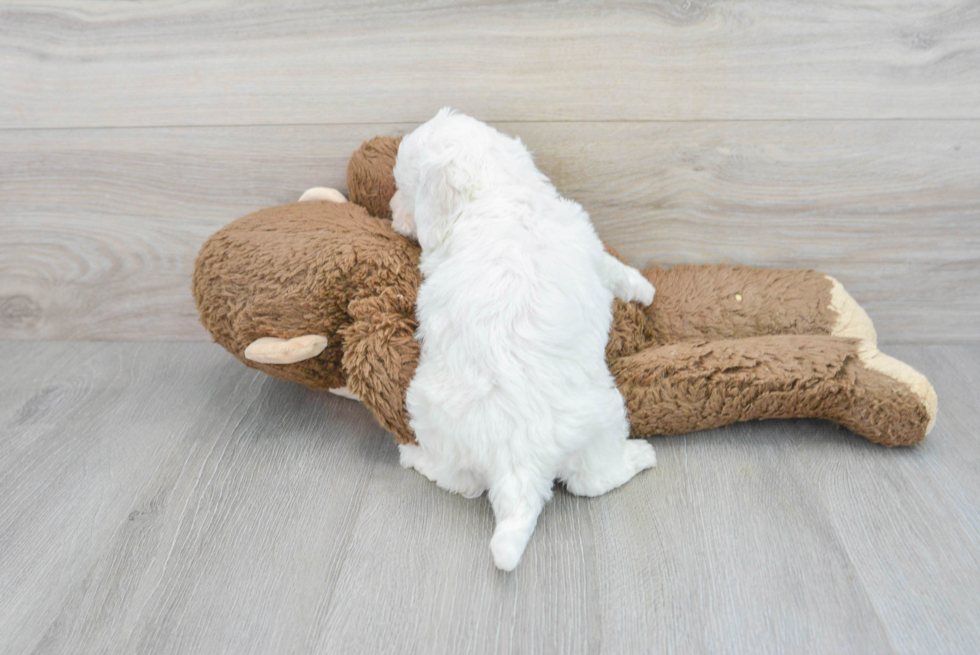 Energetic Bichon Frise Purebred Puppy
