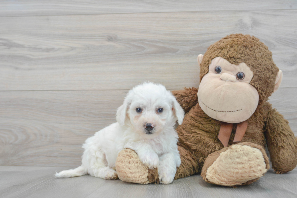 Akc Registered Bichon Frise Purebred Pup