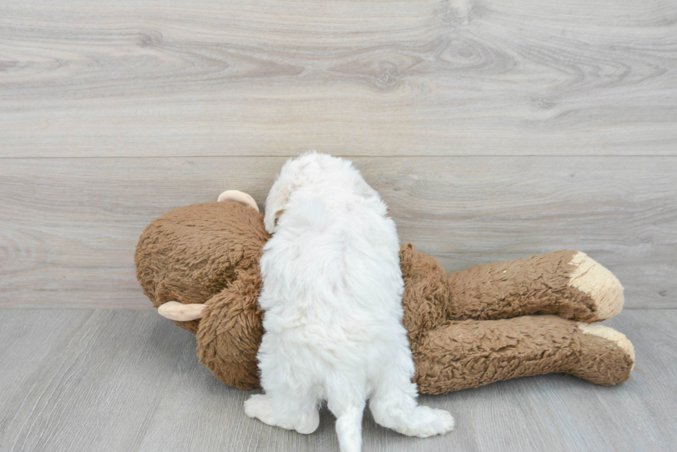 Hypoallergenic Bichon Frise Purebred Pup