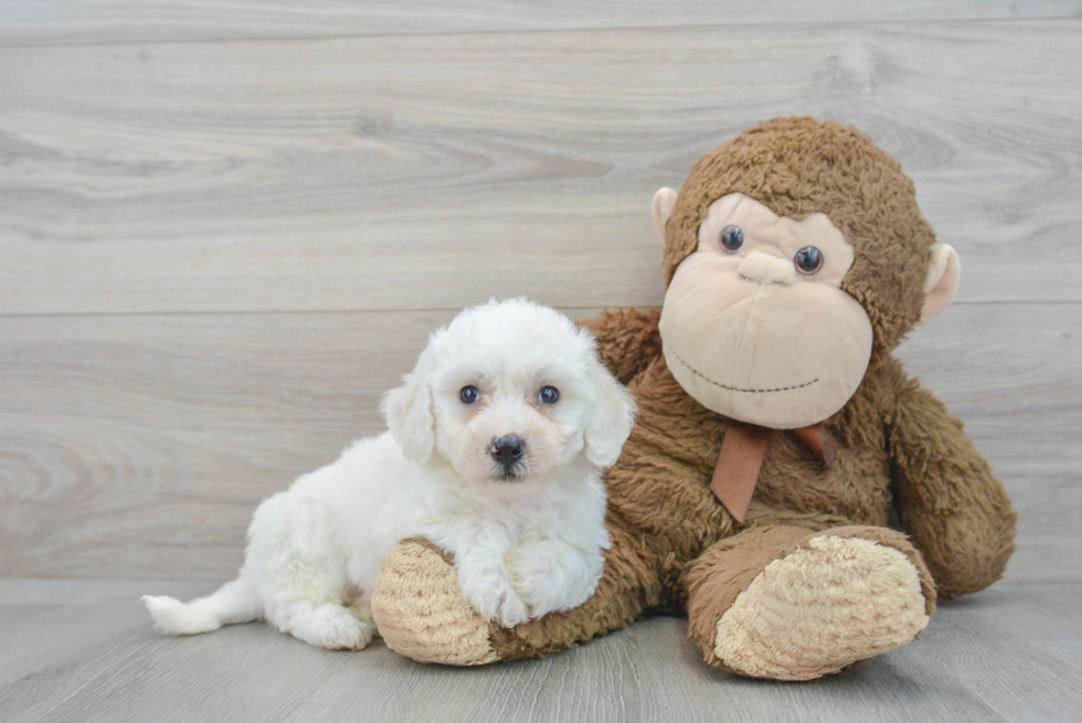 Popular Bichon Frise Purebred Pup