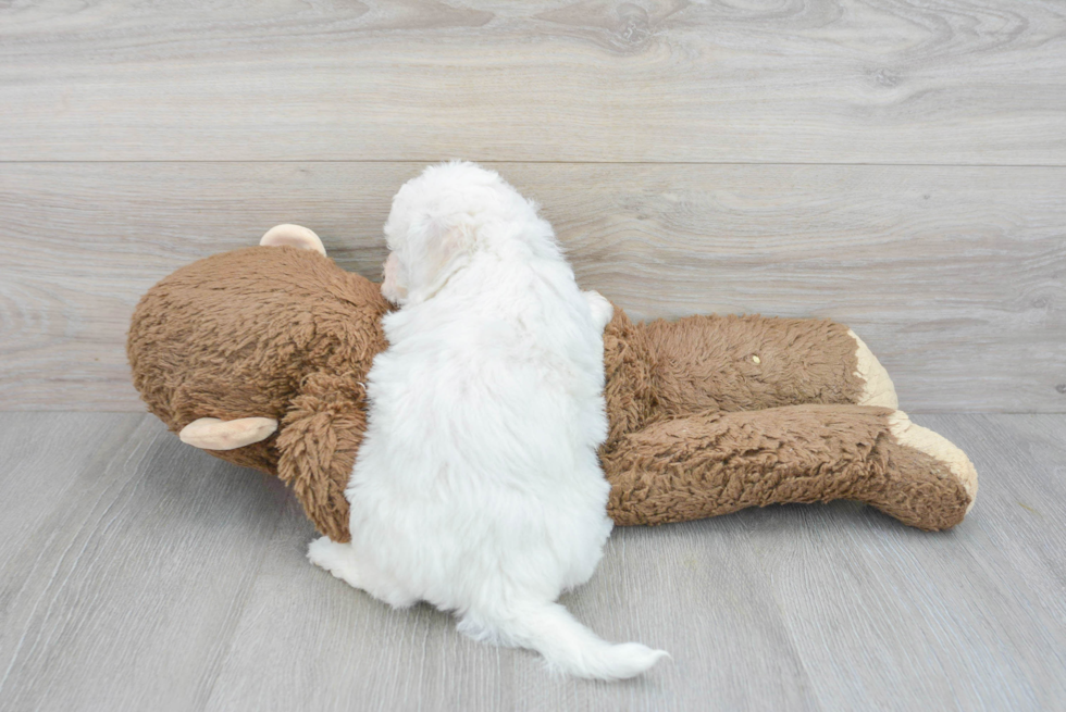 Best Bichon Frise Baby