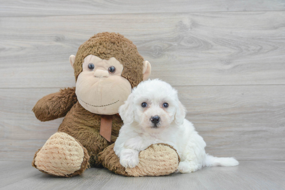 Best Bichon Frise Baby