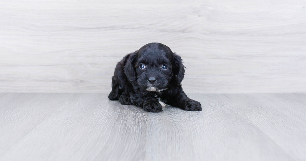 Black Cavapoos: Pictures, Traits, Fading, Care & More