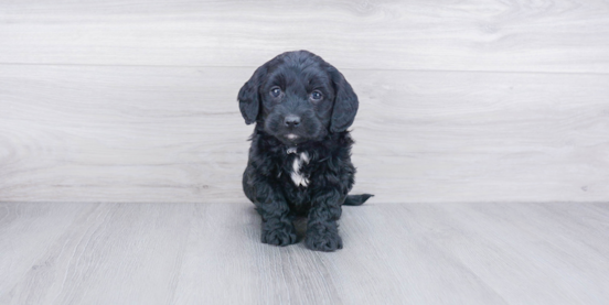 What Makes the Black Mini Goldendoodle So Special? 