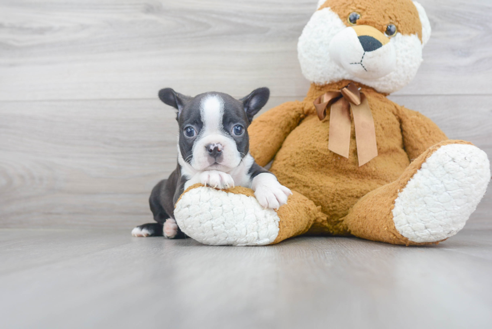 Boston Terrier Puppy for Adoption