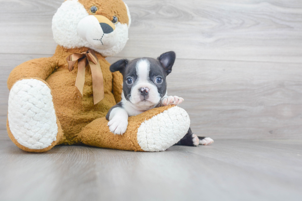 Best Boston Terrier Baby