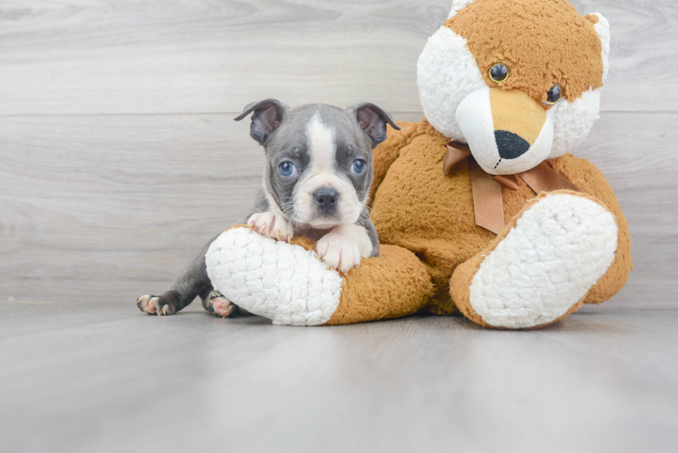 Boston Terrier Pup Being Cute