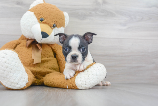 Hypoallergenic Boston Terrier Baby