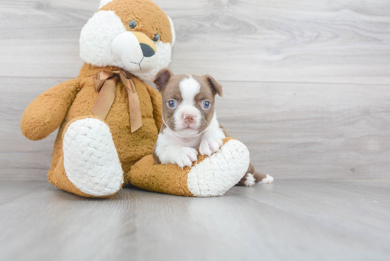 Boston Terrier Pup Being Cute