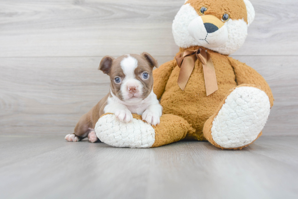 Boston Terrier Puppy for Adoption