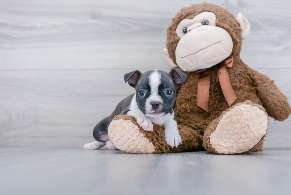 Little Boston Terrier Purebred Pup