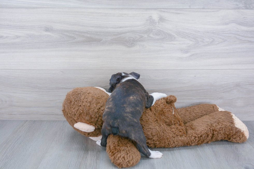 Best Boston Terrier Baby