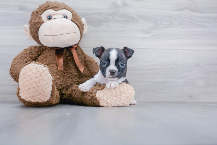 Petite Boston Terrier Purebred Puppy
