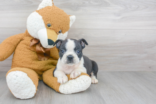 Funny Boston Terrier Purebred Pup