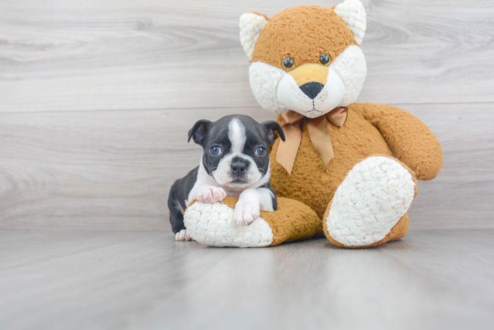 Hypoallergenic Boston Terrier Purebred Pup