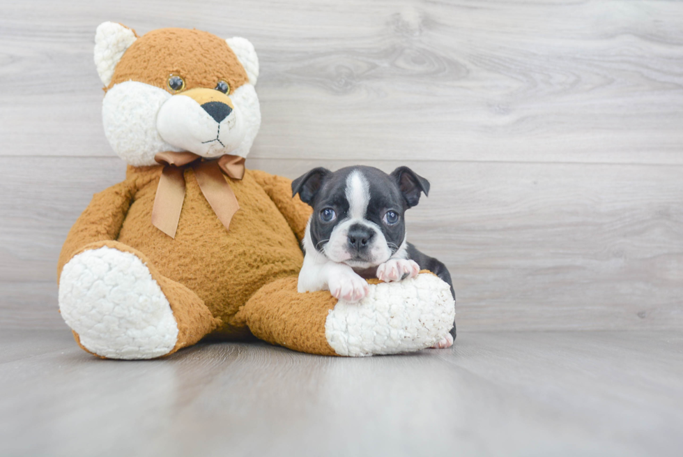 Popular Boston Terrier Baby