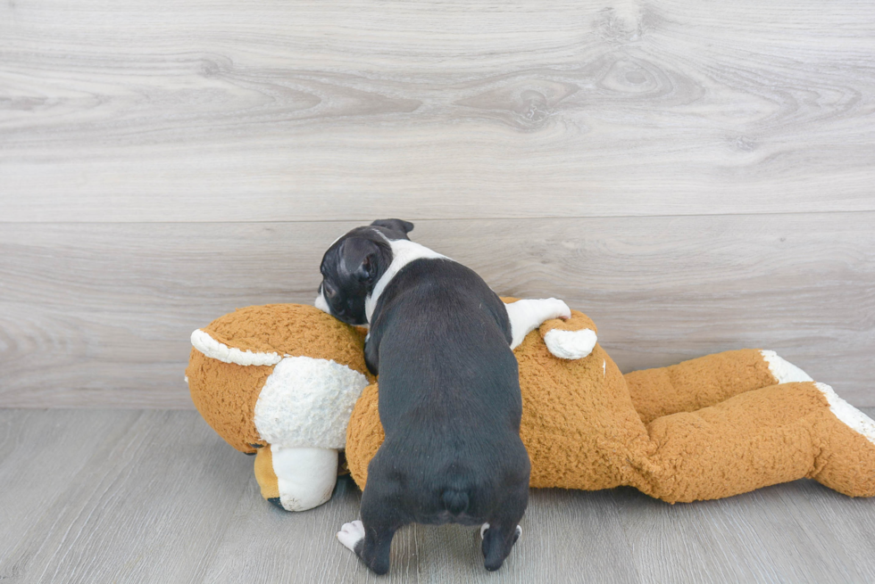 Fluffy Boston Terrier Purebred Puppy