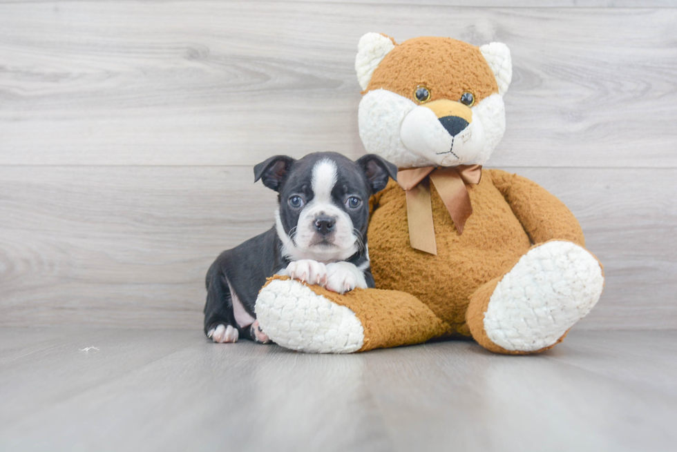 Happy Boston Terrier Purebred Puppy