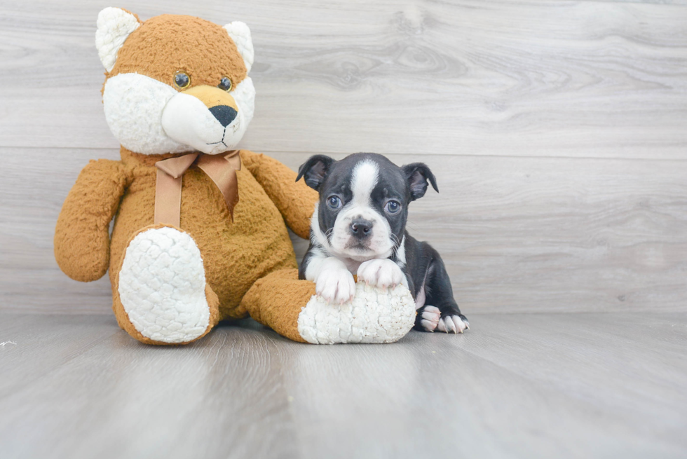 Best Boston Terrier Baby