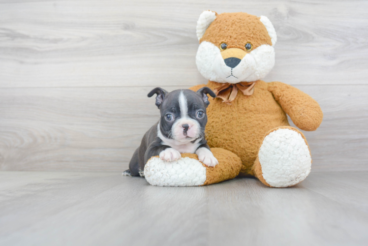 Funny Boston Terrier Purebred Pup