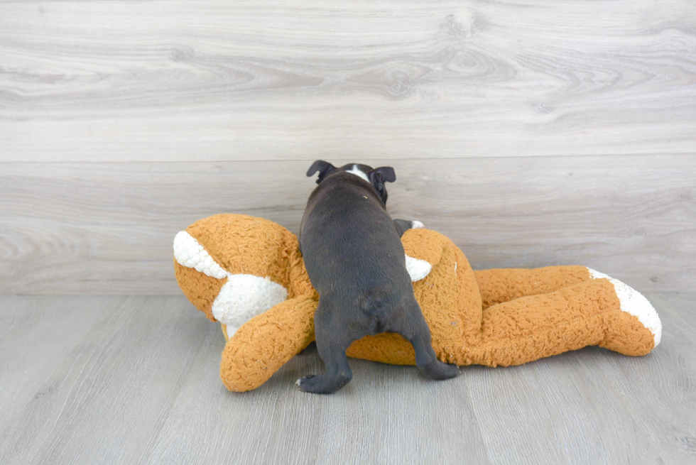 Petite Boston Terrier Purebred Puppy