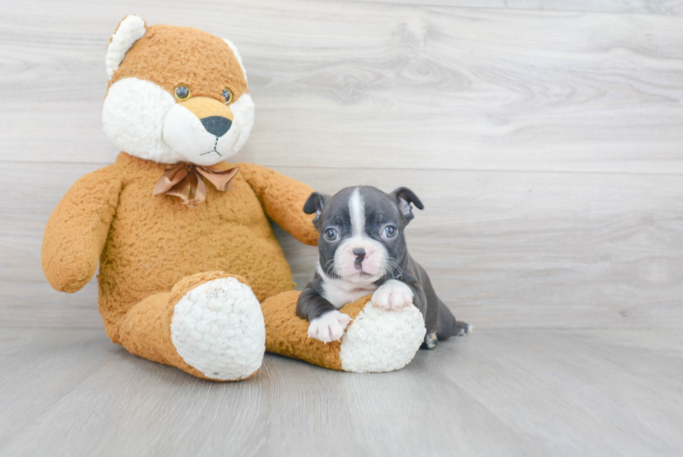 Best Boston Terrier Baby