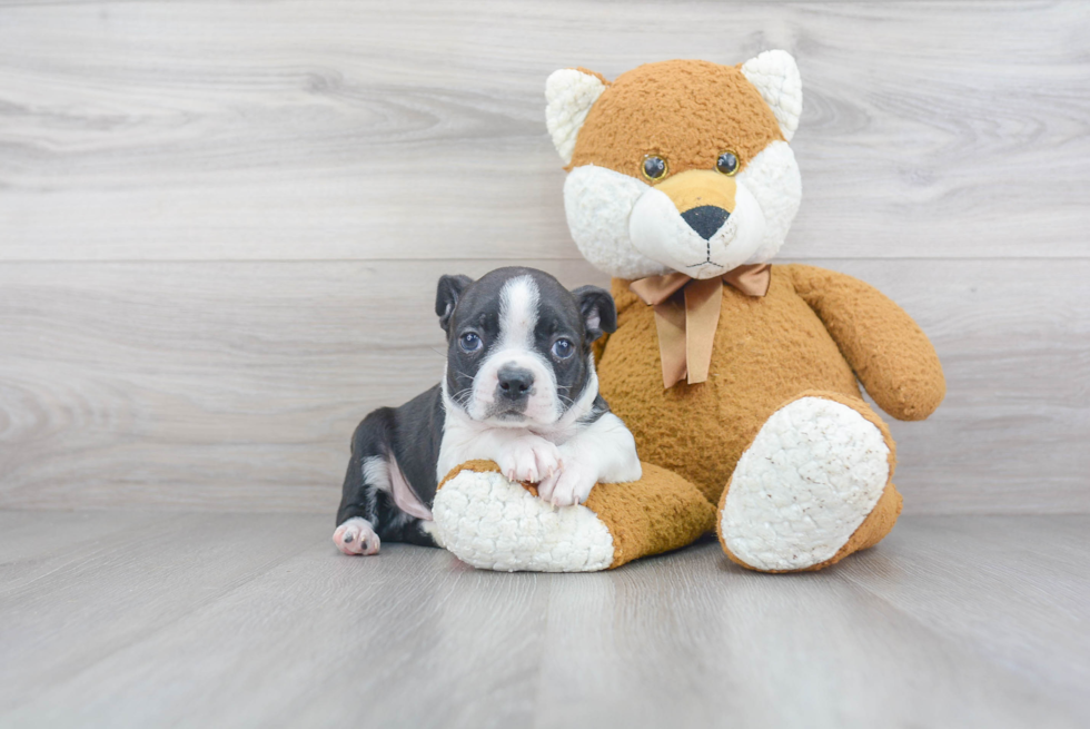 Best Boston Terrier Baby