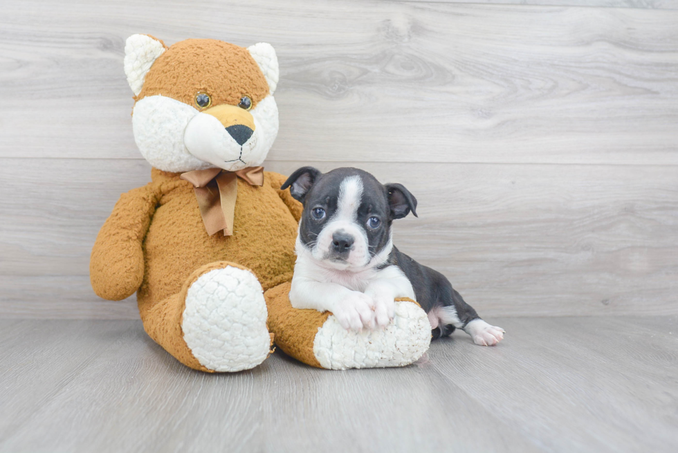 Friendly Boston Terrier Purebred Pup