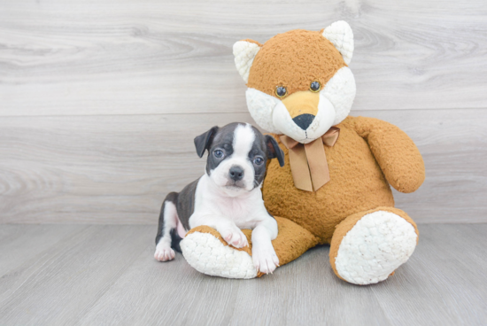 Hypoallergenic Boston Terrier Baby