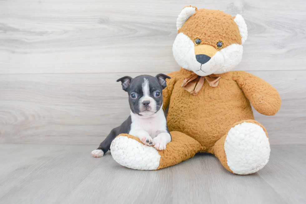 Boston Terrier Pup Being Cute
