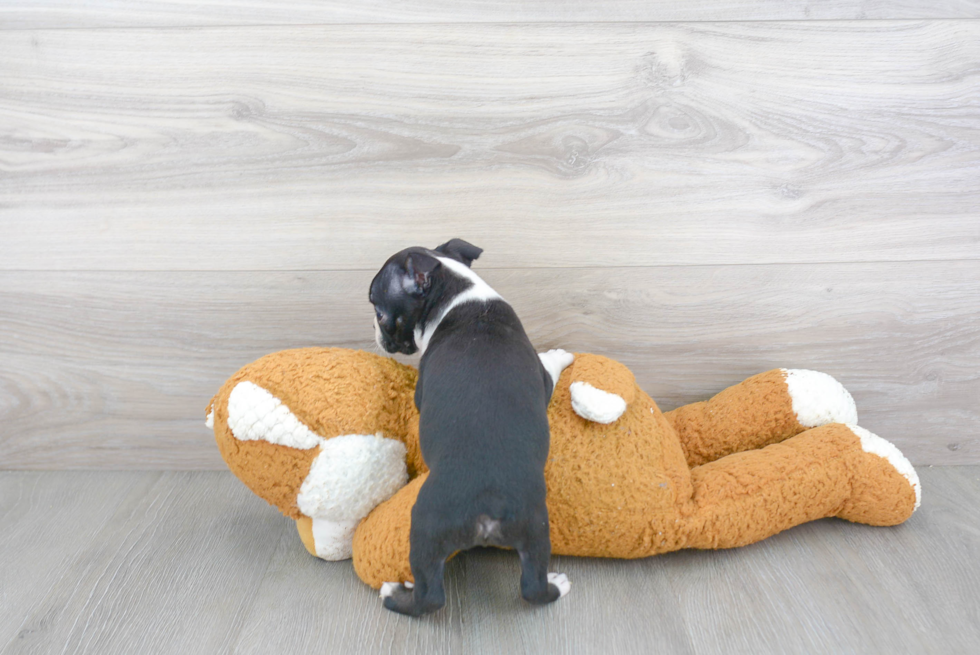 Friendly Boston Terrier Purebred Pup