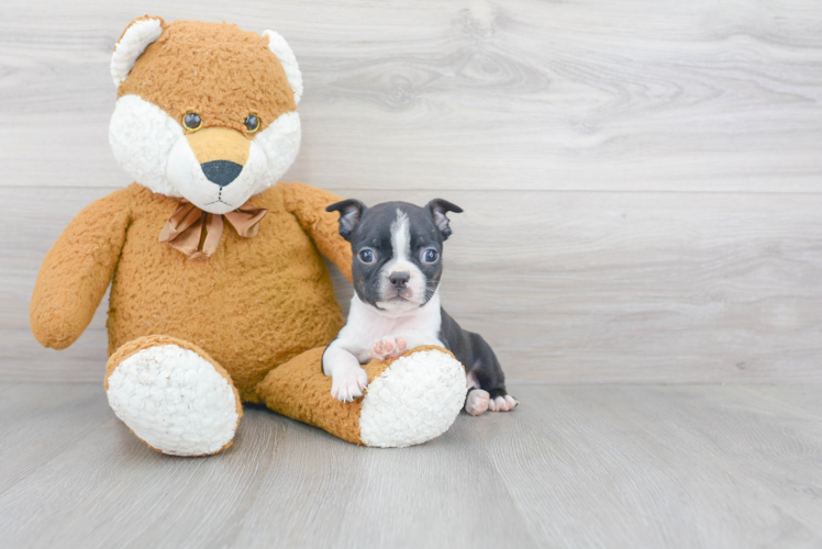 Playful Boston Terrier Baby