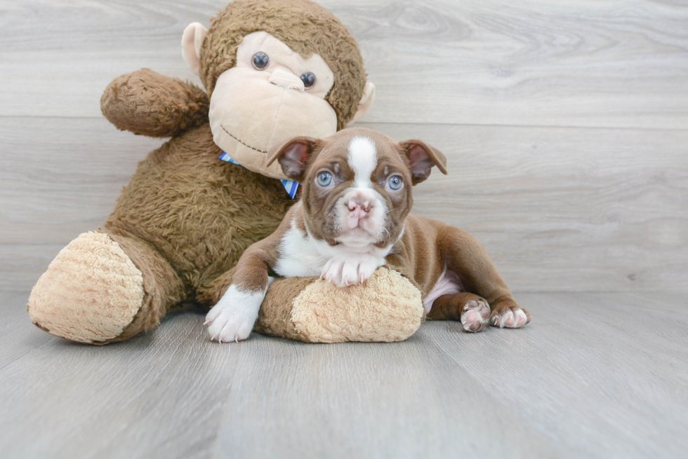 Best Boston Terrier Baby