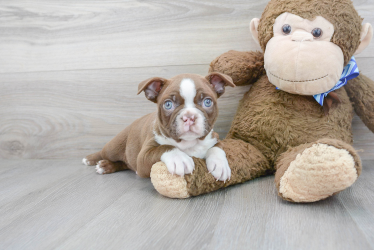 Cute Boston Terrier Purebred Puppy