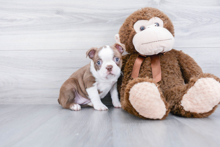 Boston Terrier Pup Being Cute