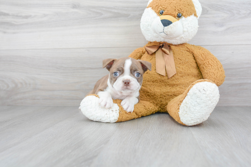 Playful Boston Terrier Purebred Pup