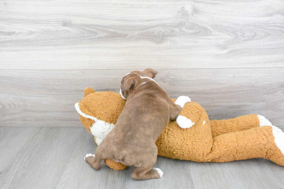 Boston Terrier Pup Being Cute