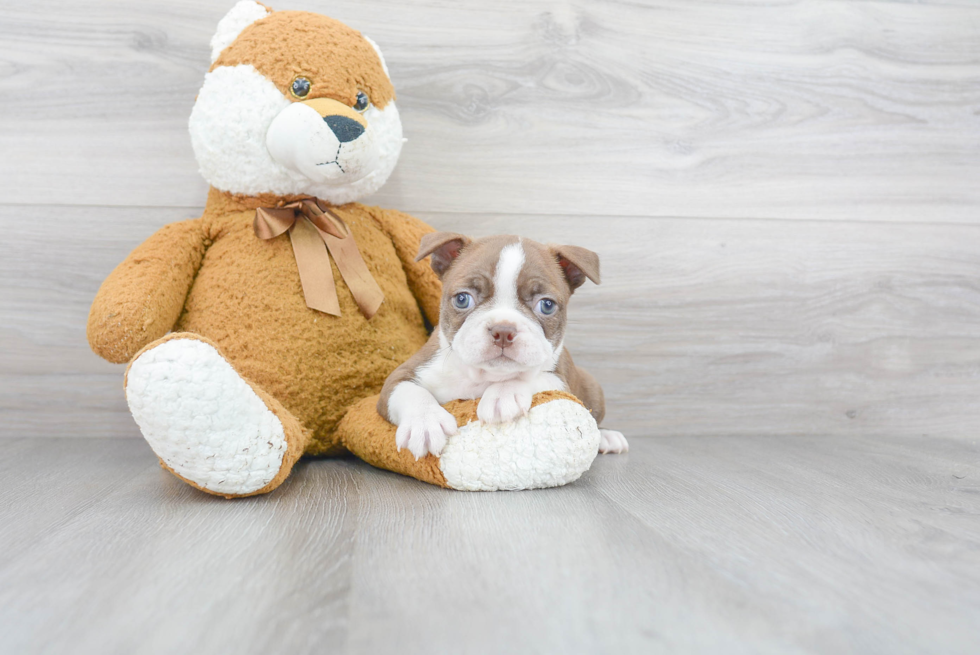 Best Boston Terrier Baby