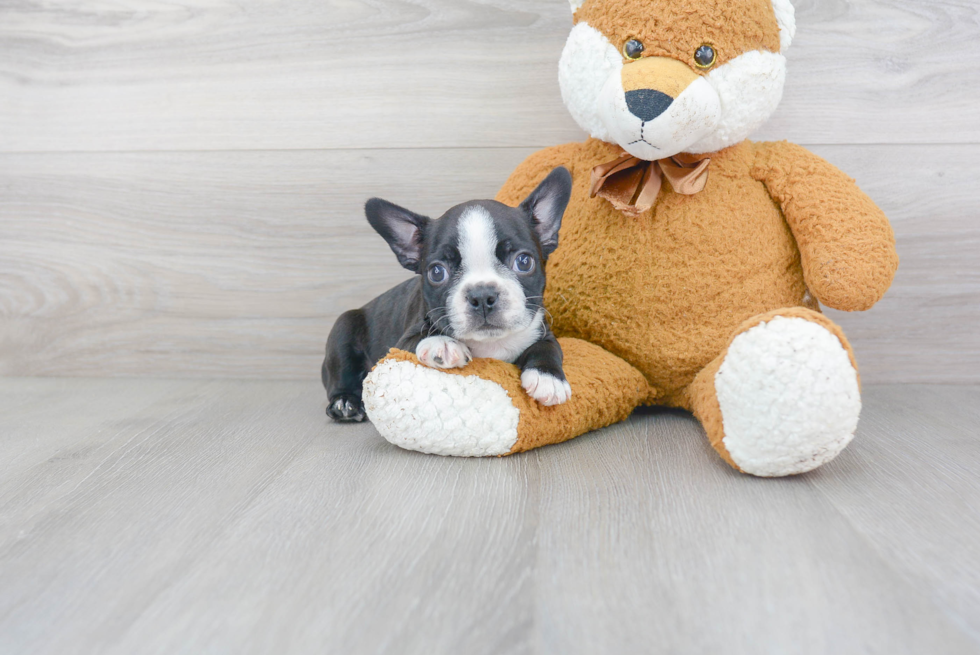 Boston Terrier Puppy for Adoption