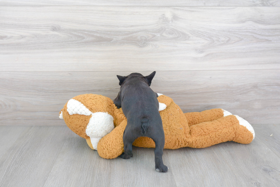 Boston Terrier Pup Being Cute