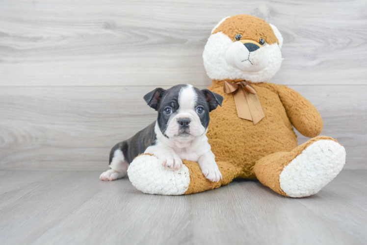 Akc Registered Boston Terrier Purebred Pup