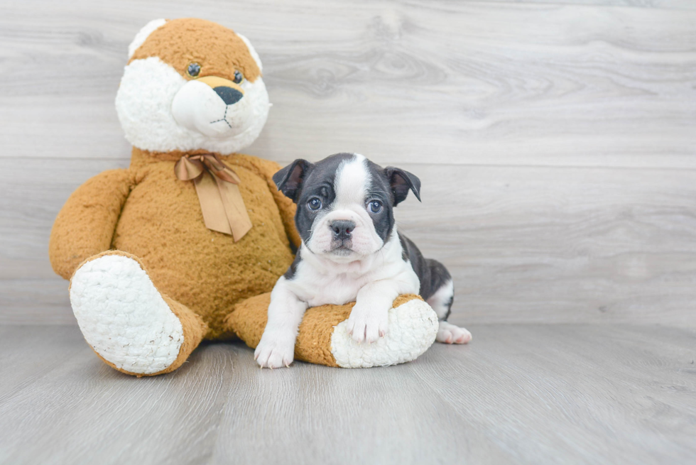 Funny Boston Terrier Baby